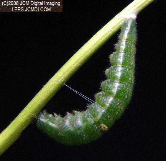 A Pre-Pupa Sara Orange-Tip butterfly caterpillar suspended by silken loop and button n preparation for pupation.